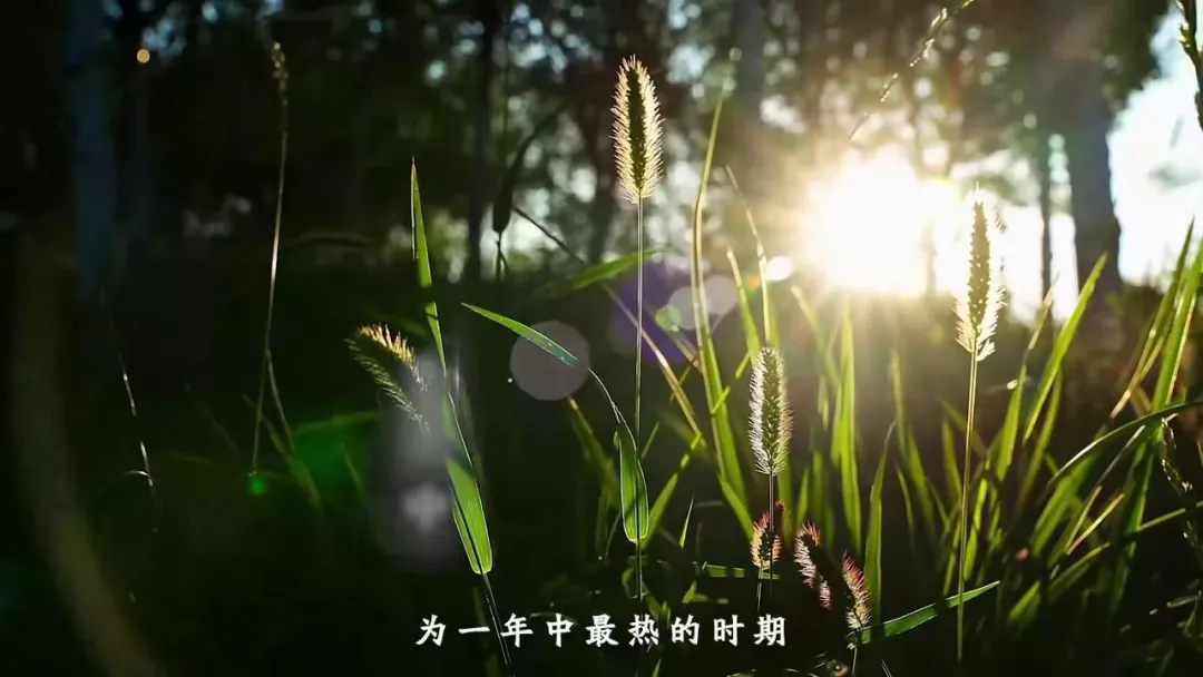 大暑｜大暑淬廉 心静致远