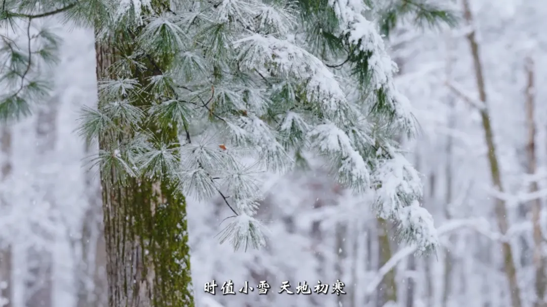 小雪：初心如炬 不辞岁寒